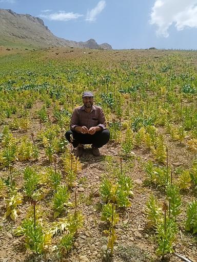 عکس دشت لاله های واژگون