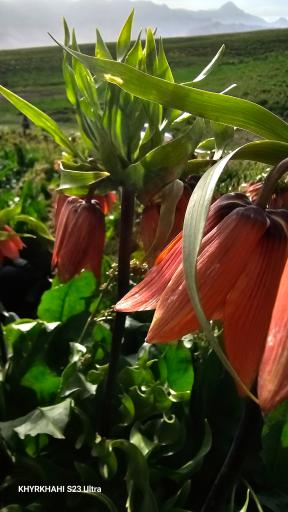 عکس دشت لاله های واژگون