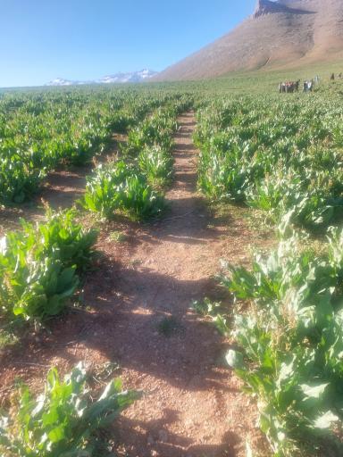 عکس دشت لاله های واژگون