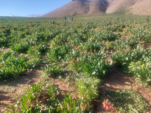 عکس دشت لاله های واژگون