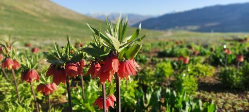 عکس دشت لاله های واژگون