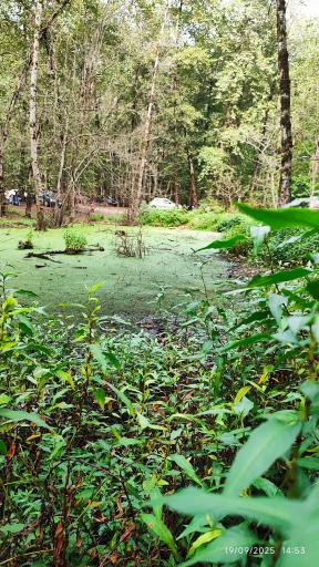 عکس مرداب و پارک جنگلی قادیکلا