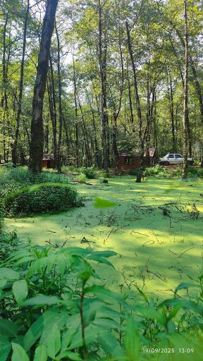 عکس مرداب و پارک جنگلی قادیکلا