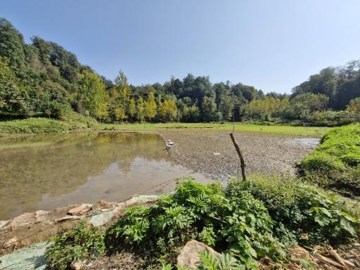 عکس مرداب و پارک جنگلی قادیکلا