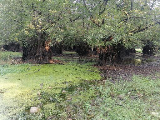 عکس مرداب و پارک جنگلی قادیکلا