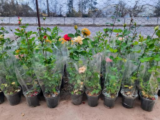 عکس سرای گل نقش جهان