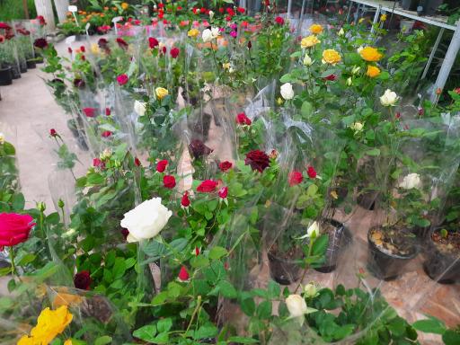 عکس سرای گل نقش جهان