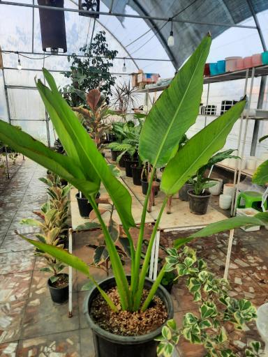 عکس سرای گل نقش جهان