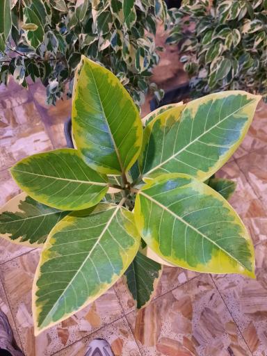 عکس سرای گل نقش جهان