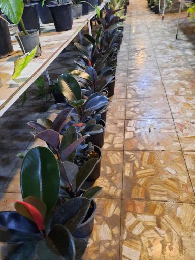 عکس سرای گل نقش جهان