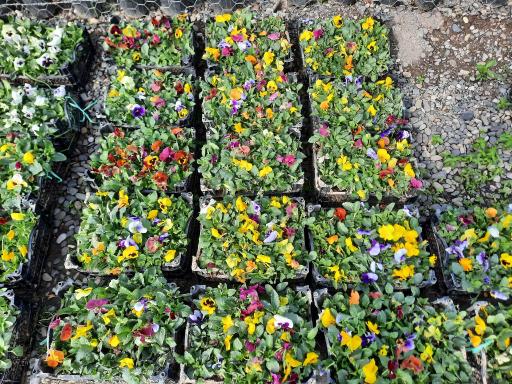 عکس سرای گل نقش جهان