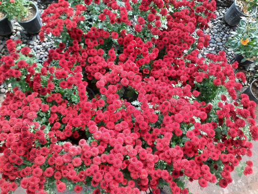 عکس سرای گل نقش جهان