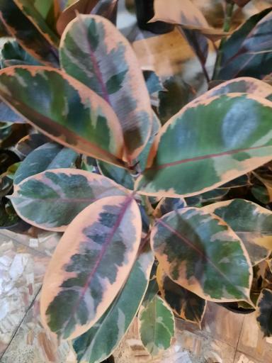 عکس سرای گل نقش جهان