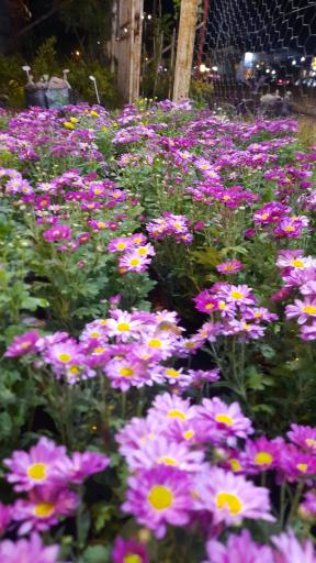 عکس سرای گل نقش جهان