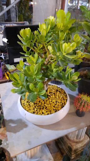 عکس سرای گل نقش جهان