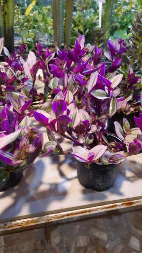 عکس سرای گل نقش جهان