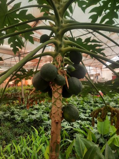 عکس سرای گل نقش جهان