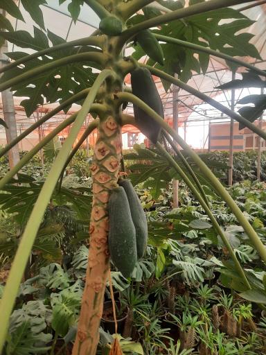 عکس سرای گل نقش جهان