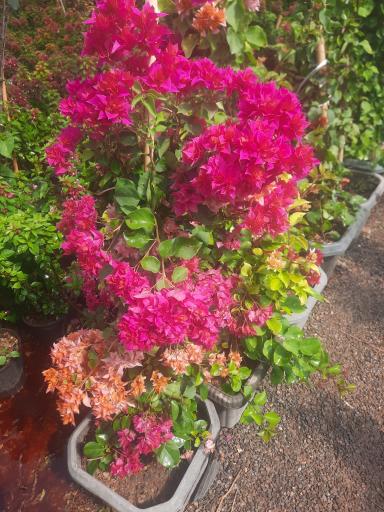 عکس سرای گل نقش جهان