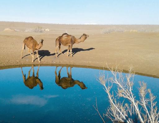 عکس کمپ احمد 