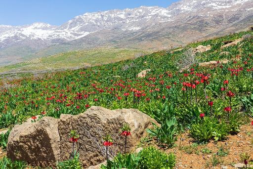 عکس دشت لاله های واژگون