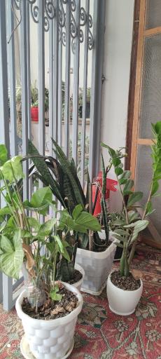 عکس اقامتگاه بوم گردی کیله