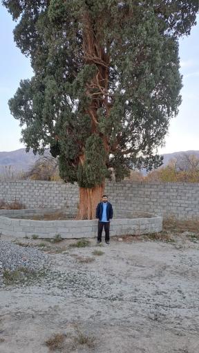 عکس سرو تاریخی گلباف