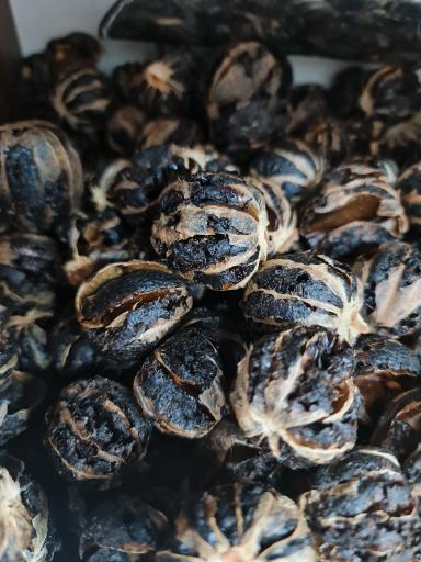 عکس عطاری لوتوس