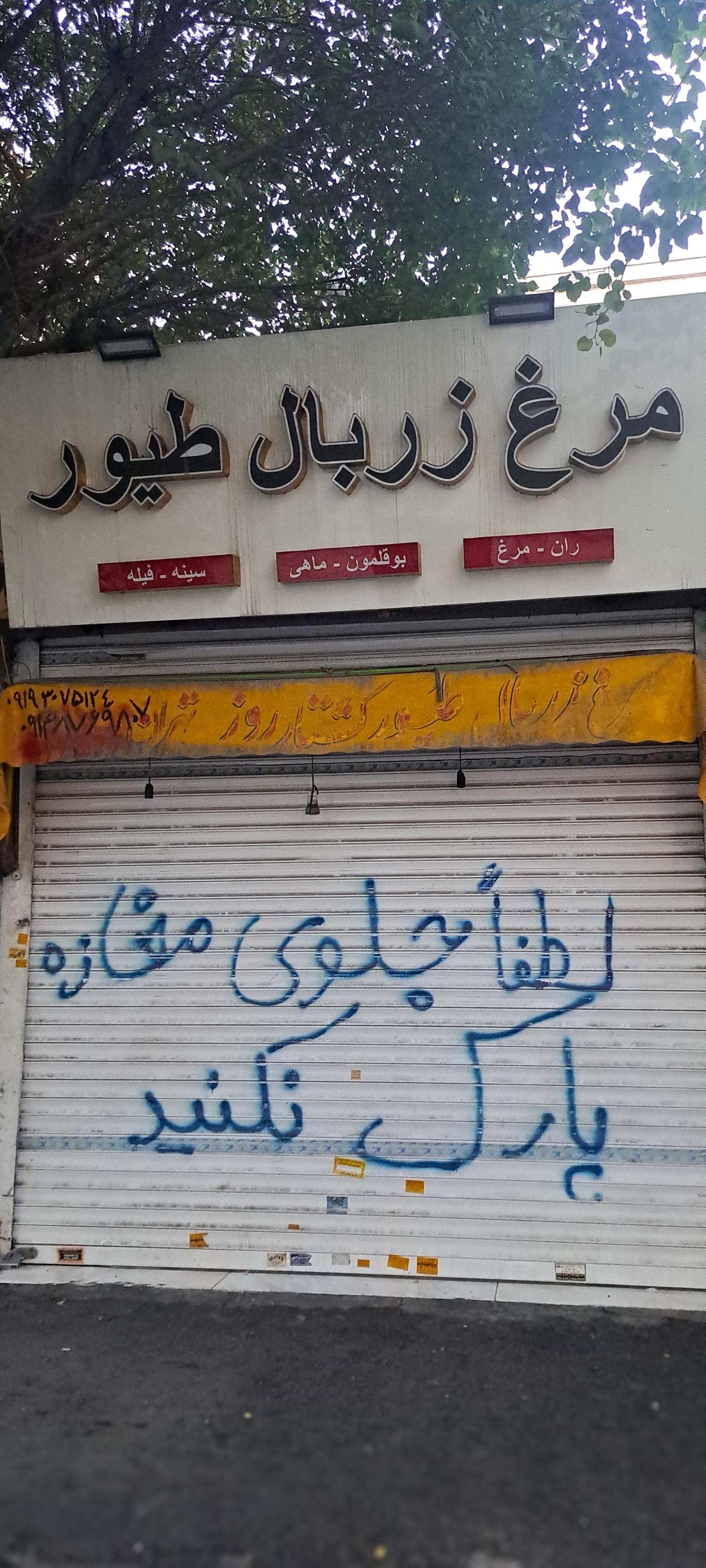 عکس مرغ زربال طیور