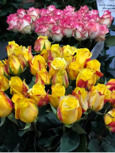 عکس گل سمنگانی