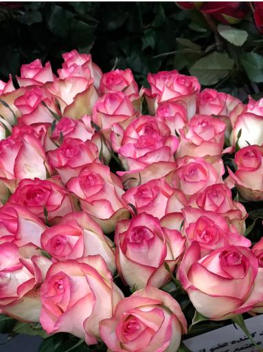 عکس گل سمنگانی