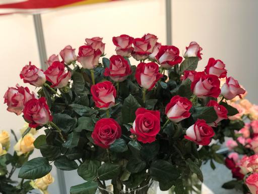 عکس گل سمنگانی