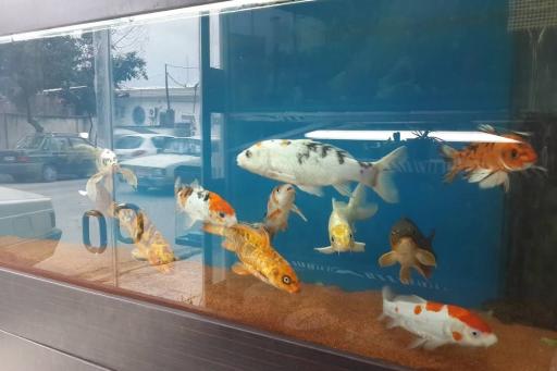 عکس آکواریوم ماه ایران