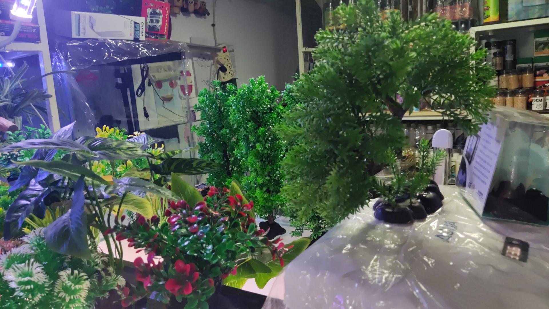 عکس آکواریوم ماه ایران