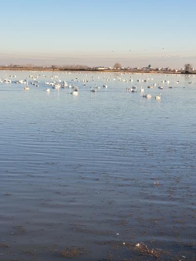 عکس تالاب سرخرود