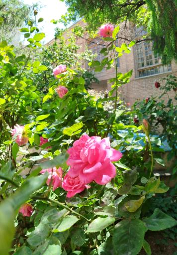 عکس بنیاد ایران شناسی (خانه تاریخی شربت‌ اوغلی)