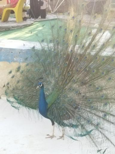 عکس دهکده طبیعت قزوین (باراجین)