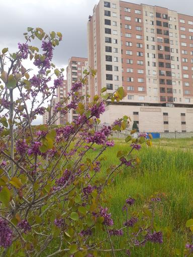 عکس شهرک شهید شهپریان