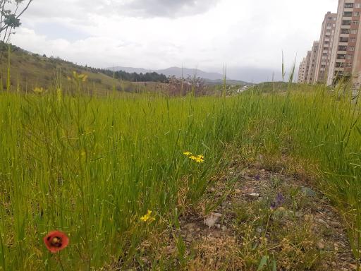 عکس شهرک شهید شهپریان