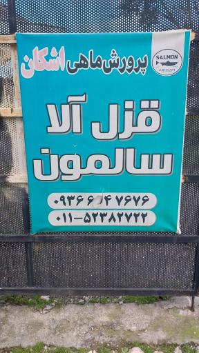 عکس پرورش ماهی سالمون اشکان