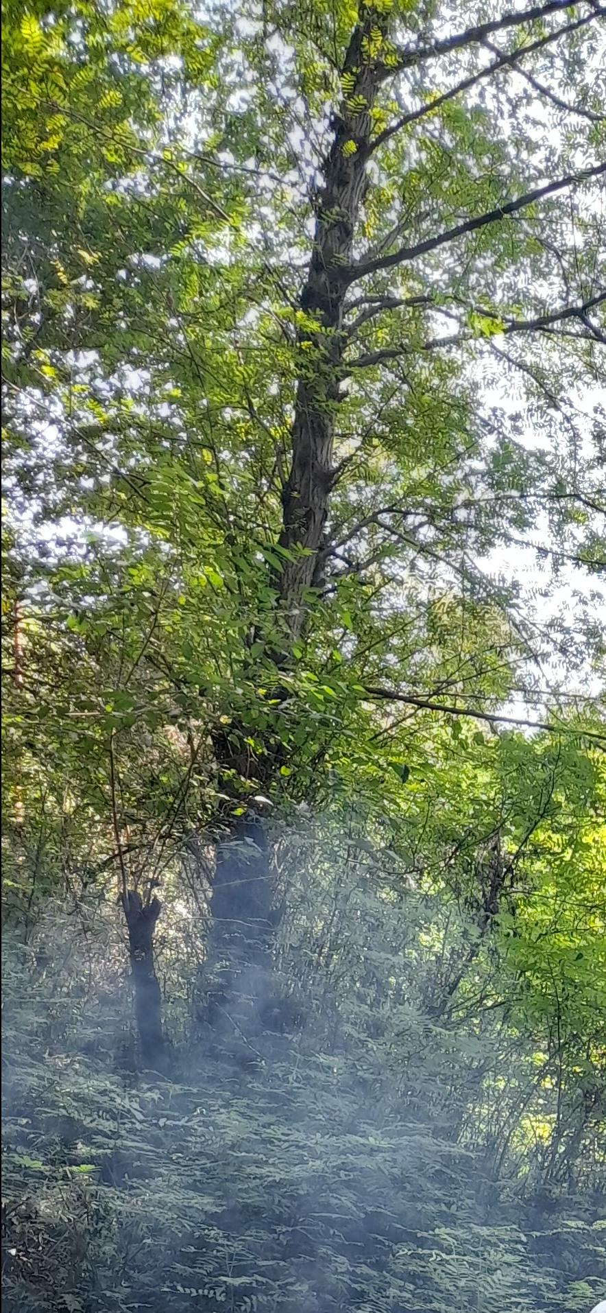 عکس جنگل رمک