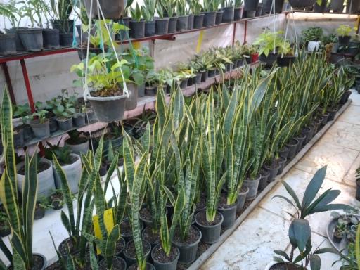 عکس سبزینه گل