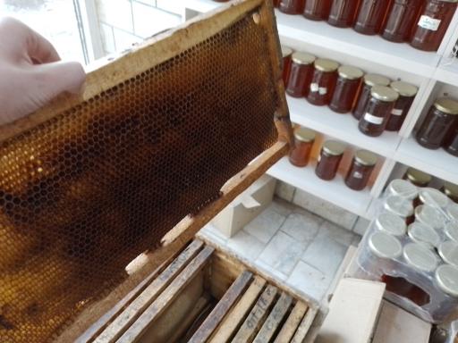 عکس عسل‌بالک