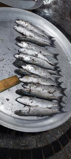 عکس بازار ماهی فروشان