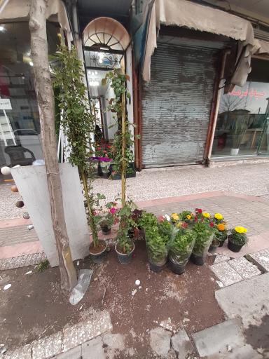 عکس گلخانه گل رز