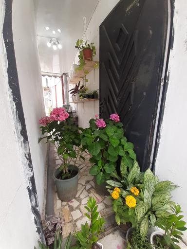 عکس گلخانه گل رز