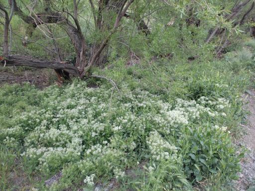 عکس دشت بی جی کوه