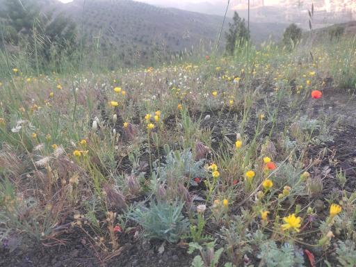 عکس دشت بی جی کوه