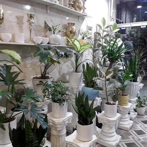 عکس سیتی گل