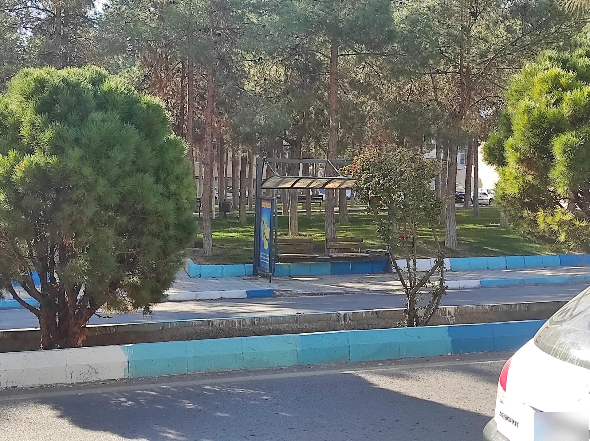 عکس بوستان کاج